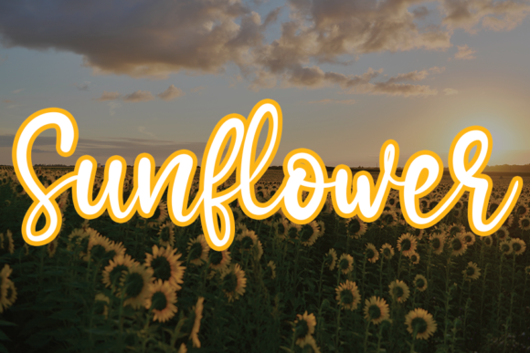Sunflower Font: A Handwritten Typeface for Modern Creatives
